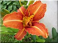 SU0725 : Day Lily (Hemerocallis middendorfii esculenta) by Maigheach-gheal