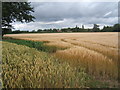 Ripening wheat and barley crops