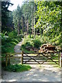 Woods from the road to Loswithiel