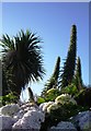 Palm and tropical plants near Broadsands beach