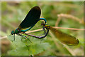 Beautiful Demoiselles mating