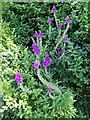 Purple Toadflax, Bishopstone