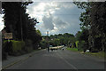 Sheep in road, Rolvenden Layne