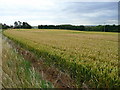 Wheat field near Home Farm