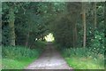 Farm Track Through Browson Plantation