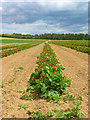 Pick Your Own, Roundstone Farm