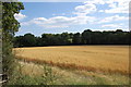 Oat field off swineham Lane