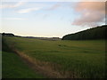 Farmland, Manor Farm, Chilmark