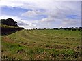 Grass just cut for silage, Pontmarchog, Dihewyd