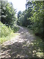 Main footpath Bixley Woods