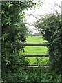 Overgrown stile