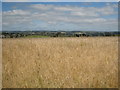 SW7524 : Field of ripe barley next to Manaccan Chapel by Rod Allday