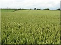 A large field of wheat