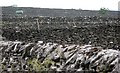 Dry stone walls south of Litton