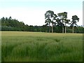 Pines among the barley