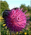 SX8266 : Two bees fast asleep on Musk Thistle by paul dickson
