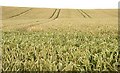 Farming scenes near Loughbrickland