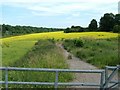 Rapeseed in bloom