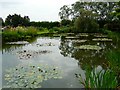 Lily Pond