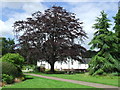 Copper beech tree