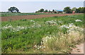 Mixed cropping in field south of Walk Barn