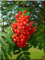 Rowan fruit, Sorbus aucuparia.