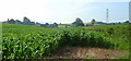 Maize crop at Pontshill