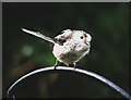 SX8679 : Long-tailed Tit in Chudleigh by paul dickson