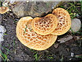 Bracket Fungi