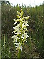 NS3778 : Lesser Butterfly-orchid (Platanthera bifolia) by Lairich Rig