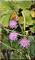 Gatekeeper Butterfly