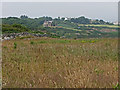 Drystone ruins beyond wildflower meadow