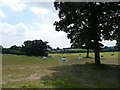 View across farmland towards Bromley