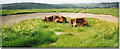 Abandoned Cars in WW2 Anti Aircraft Gun site