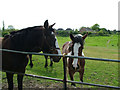 Gypsy Horses