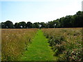 Footpath across a meadow