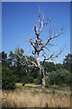 Dead tree at Methersgate