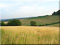 Grassland, Little Marlow