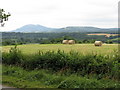 Grassland south of Ealinghope Lane