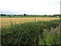 Fields near Cobbler