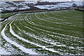 Field near Holdworth