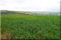 Field above Coombe Bottom