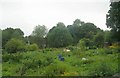 Allotments - Cemetery Road