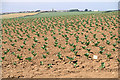 Cauliflower  Crop