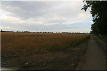 O1751 : Wheatfield in O1751, looking North towards O1752. by Colm O hAonghusa