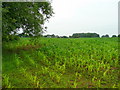 Corner of a maize field