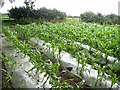 Field of maize near Stamfordham