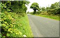 The Carnreagh Road near Castlewellan (1)