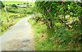 The Glen Loanin near Dromara (1)