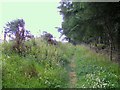 The Smugglers Trail leading to the Glenlivet Distillery